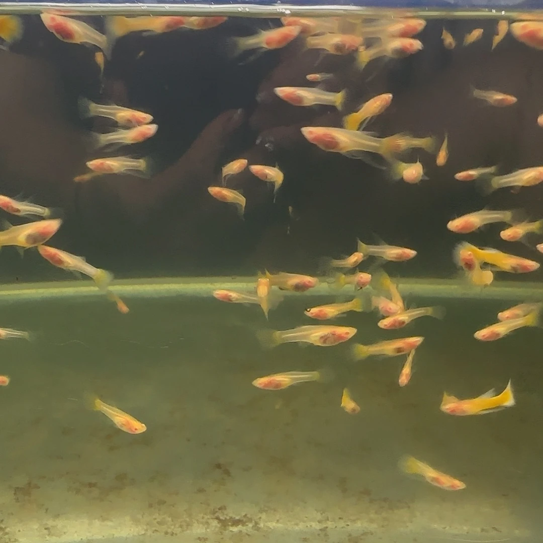 孔雀鱼练手黄金玻璃C苗10条