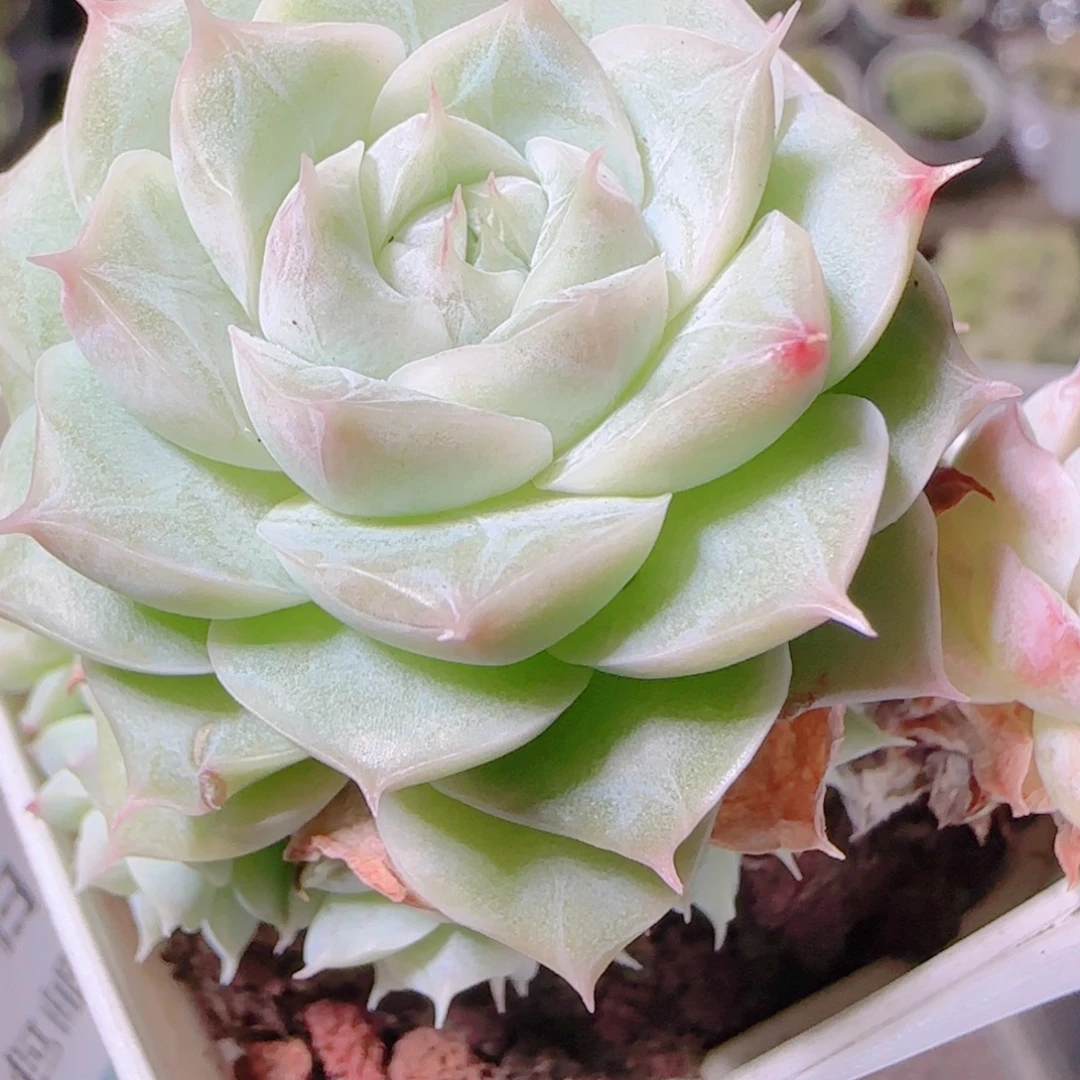 ****花语逸镜1104-383散