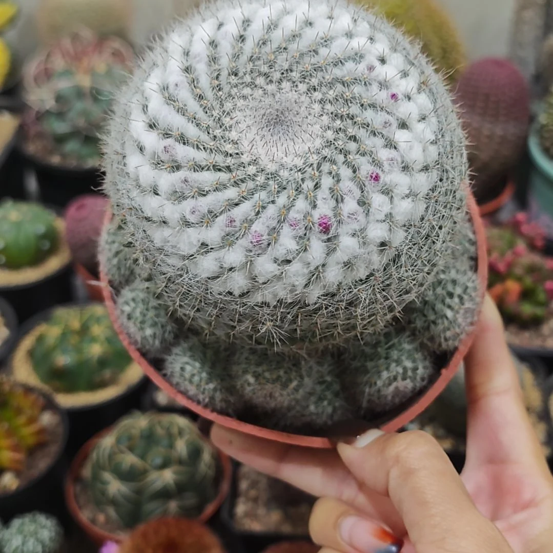 福利实生根玉翁群生仙人球