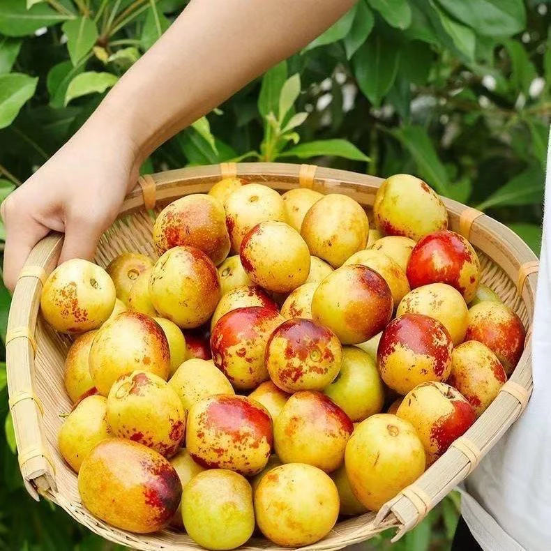 顺丰包邮 溆浦桐木坨新鲜鸡蛋枣子脆枣现摘现发