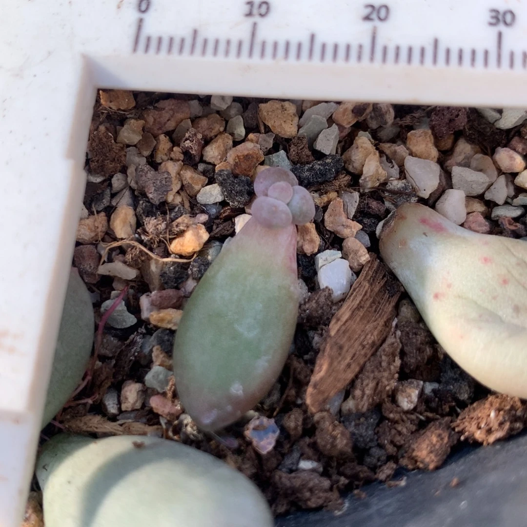 芒果奶不凑满28元发一片叶 不售后 到付0