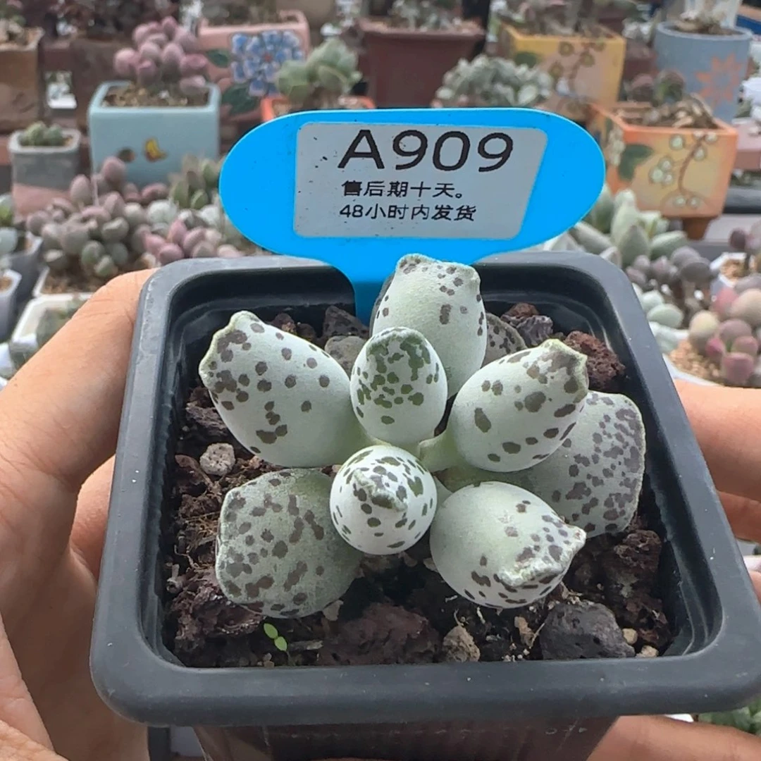 蜜***桃福利。    909。