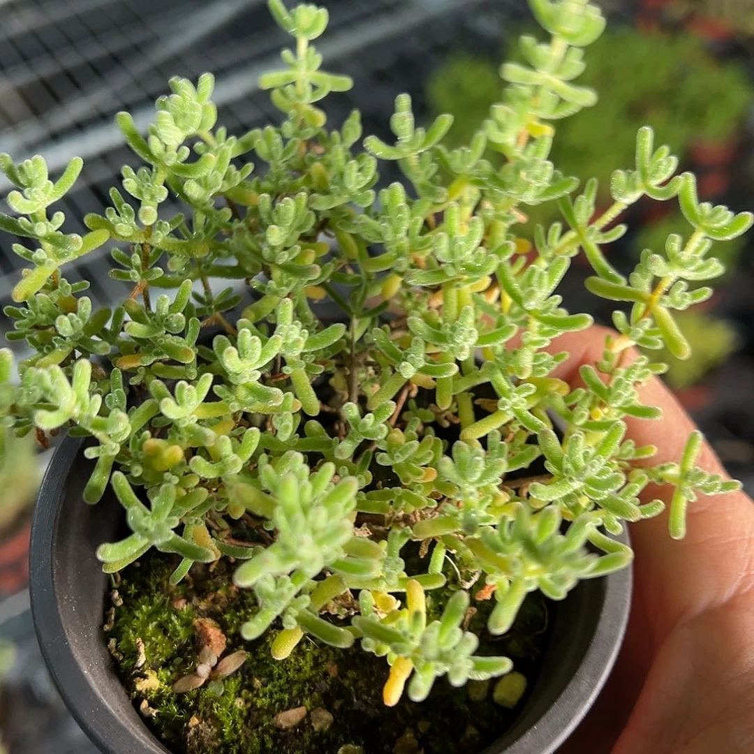 冰紫90杯老桩福利