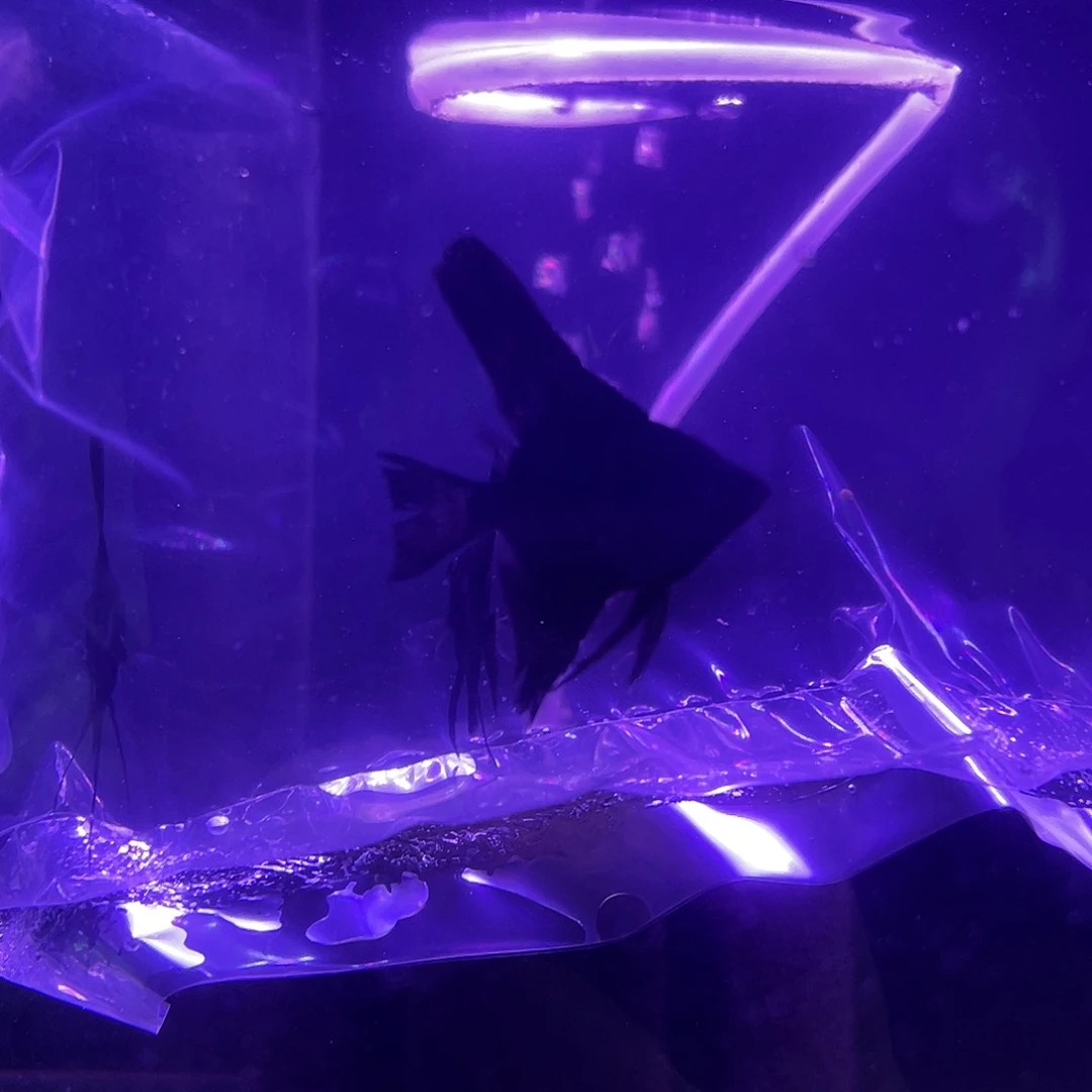 七彩神仙鱼虎头拉丝墨燕10条2-3