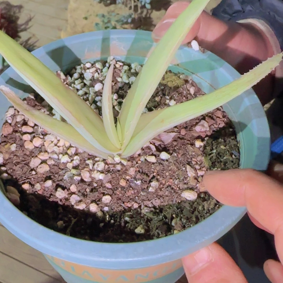 十***时块根植物块根植物块根植物