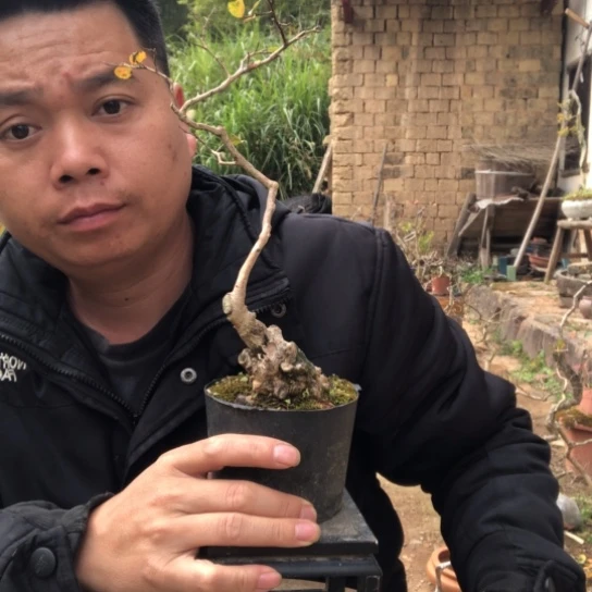 无花朵盆景盆栽（不退不换不包成活率）