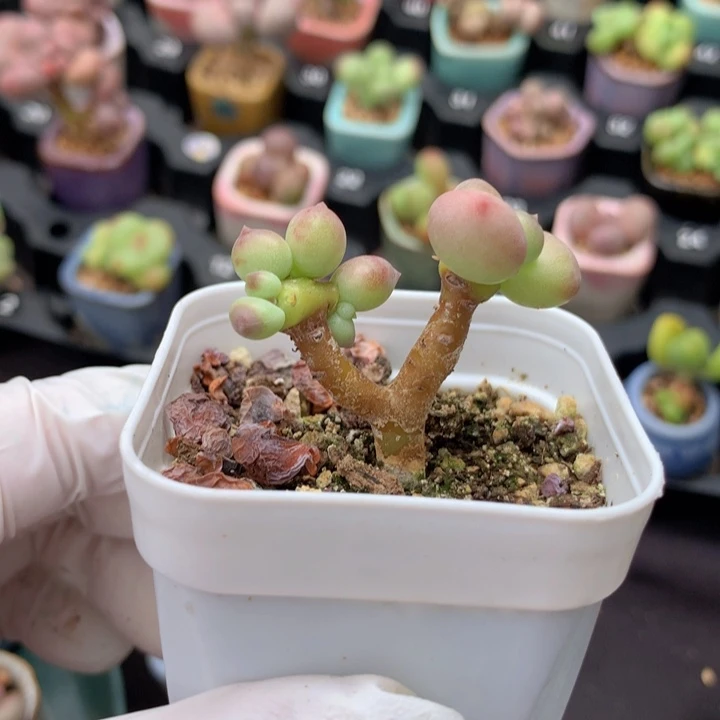 木质树杈造型 4头