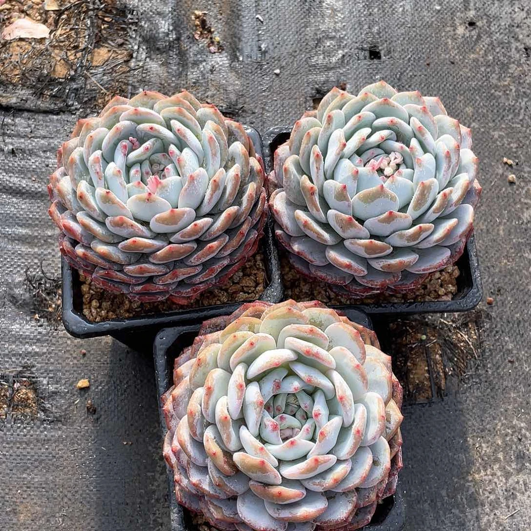 多肉植物多肉植物