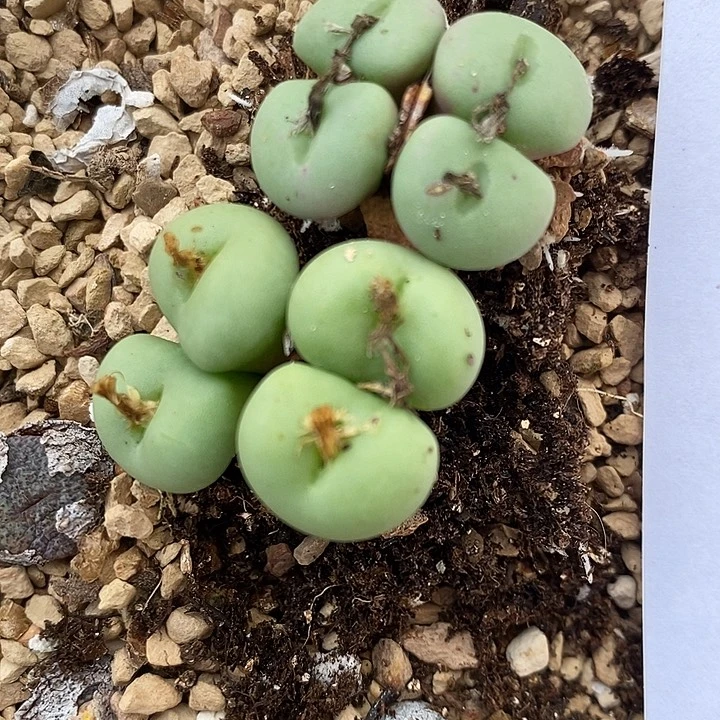 177四头紫花饼2颗。