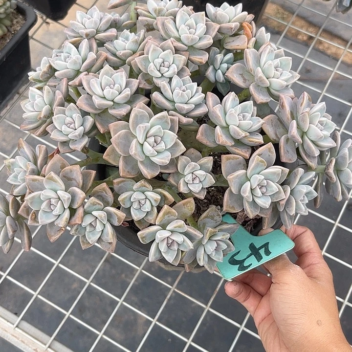 开播炸福利，好久不见43淡雪缀