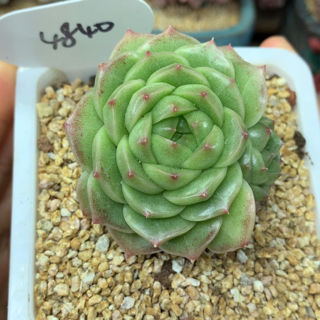 翡冷翠珍妮捧花群4840多肉