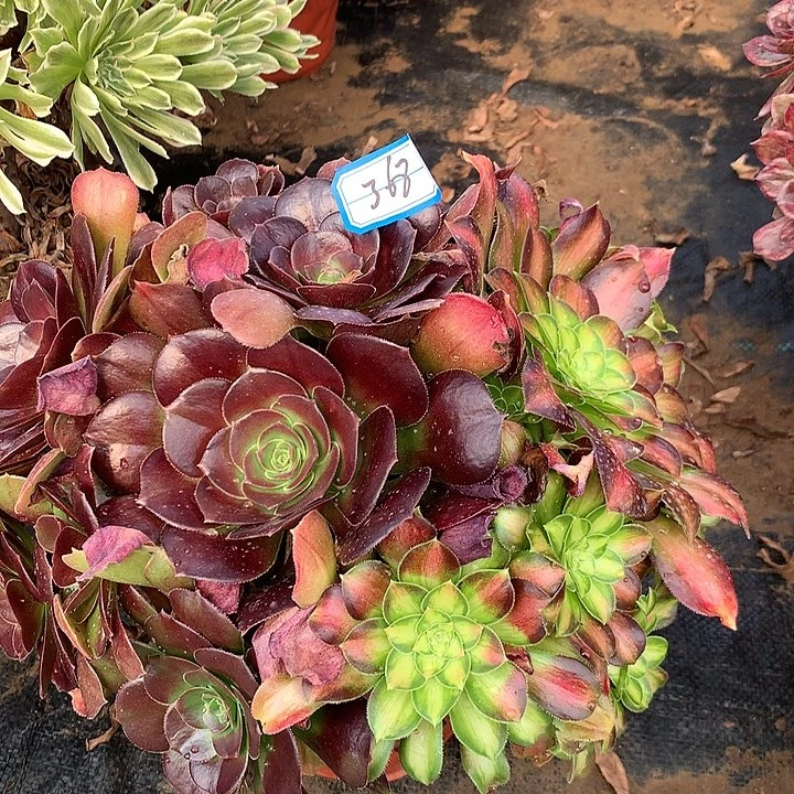 阴阳邵华多肉植物368