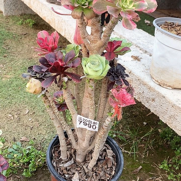 7990 一颗高杆子佳节花