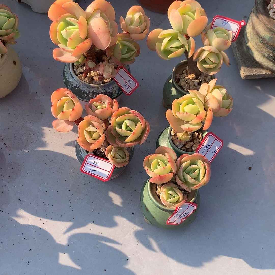 水鸡蛋碧桃多肉5颗