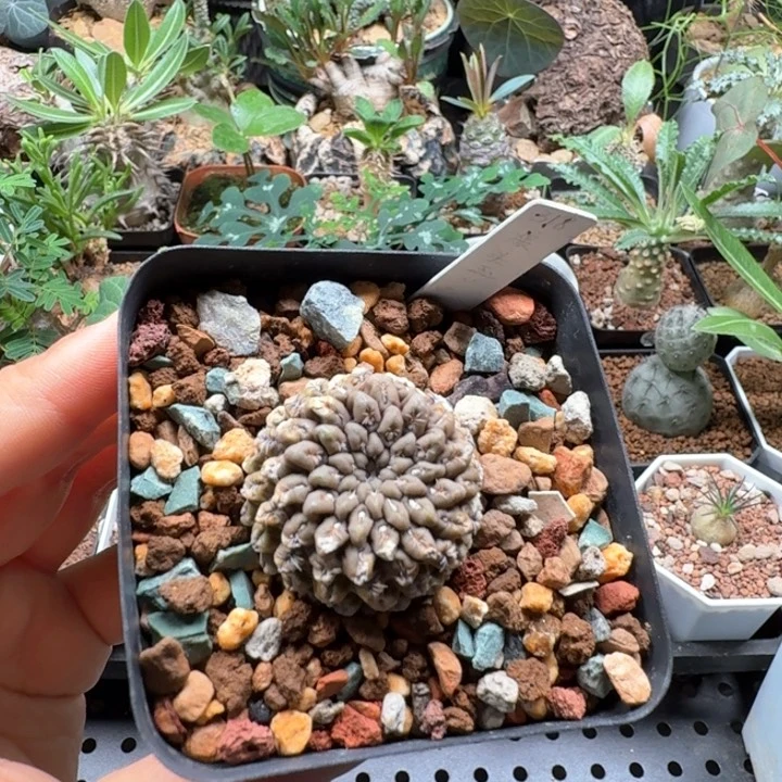 狼头玉 556 仙人球