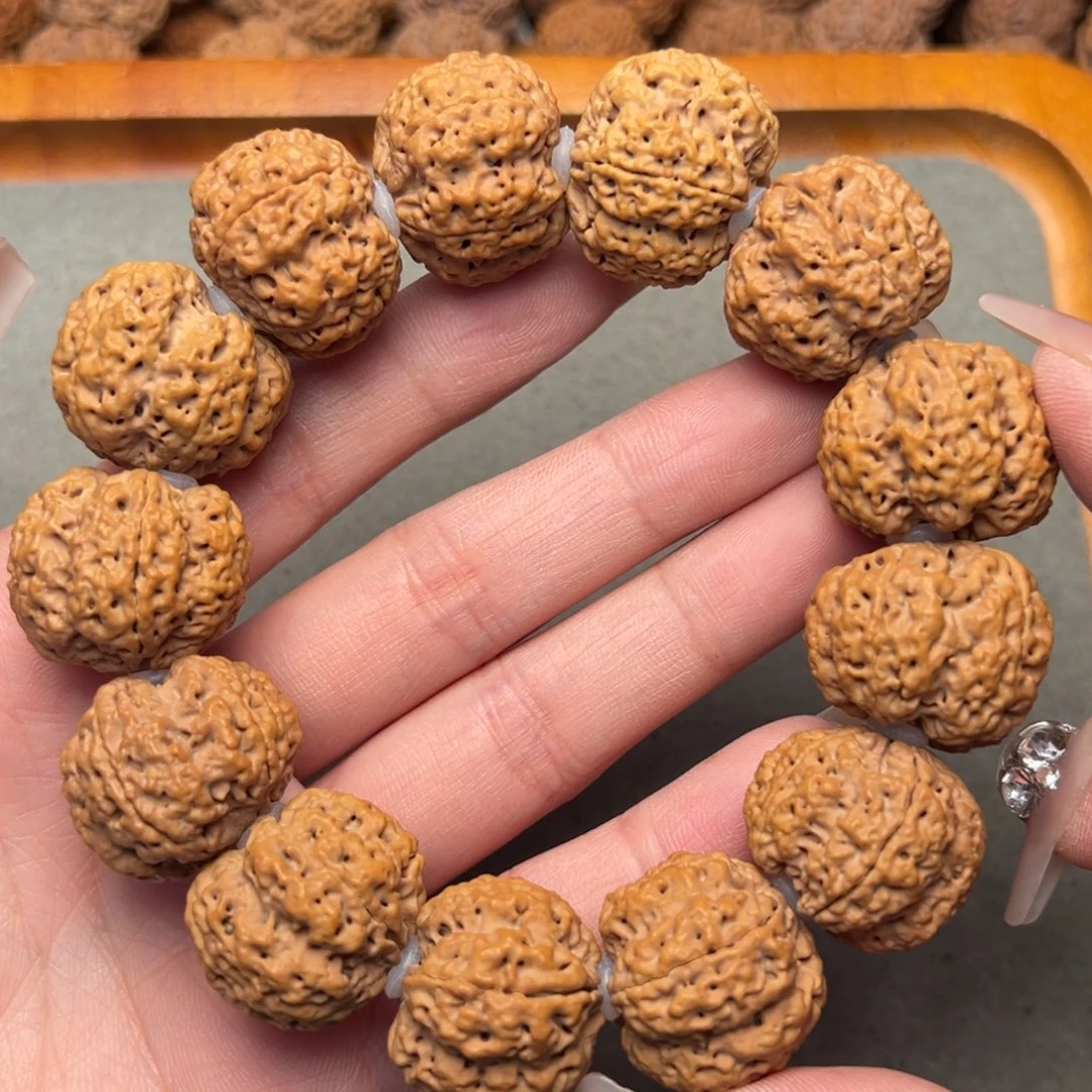 菩提24号金刚菩提蜂王24