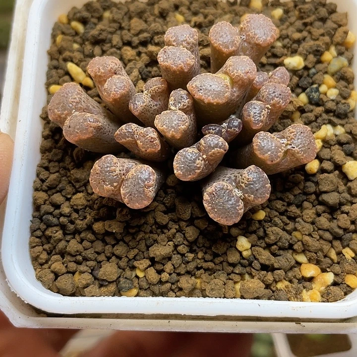 佳人园艺多肉生石花泡泡勋章180