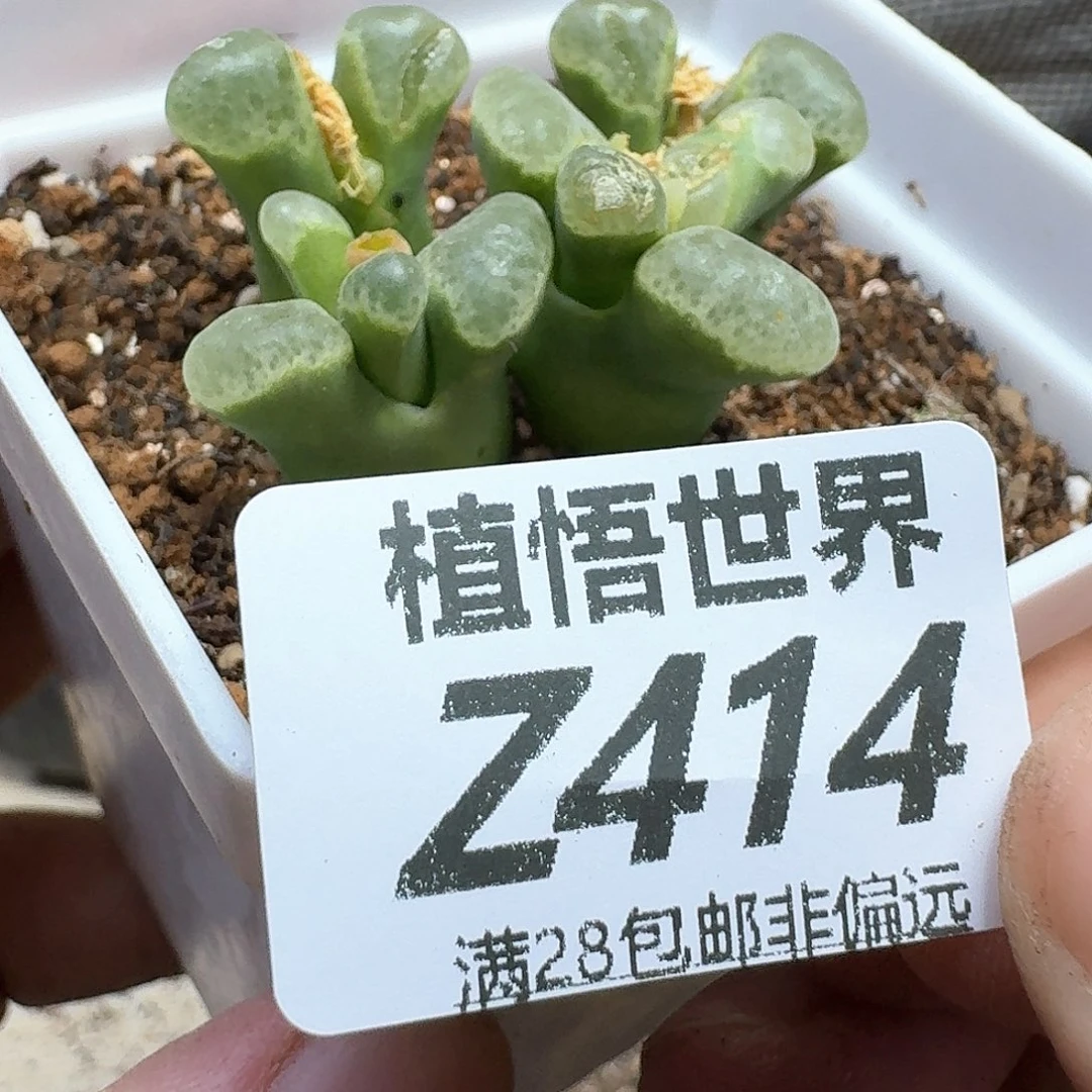 多肉植物的润泽fghh