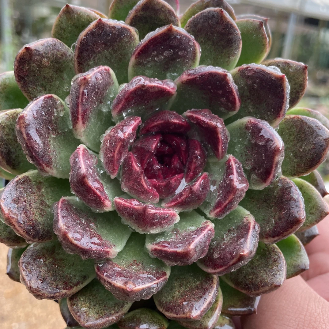 单头黑水晶  金金精品多肉植物