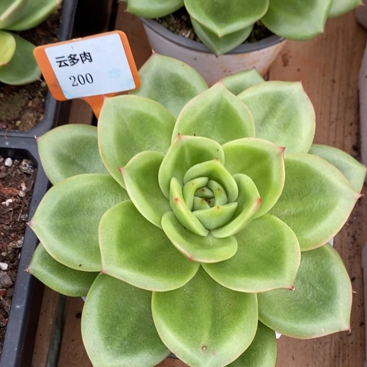 D200- 直播福利 狮子王