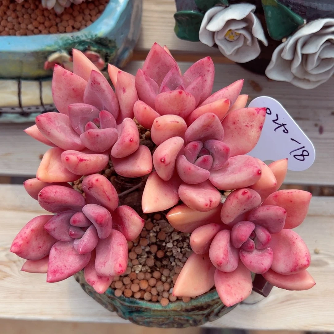 芣**一0210-18桃花源