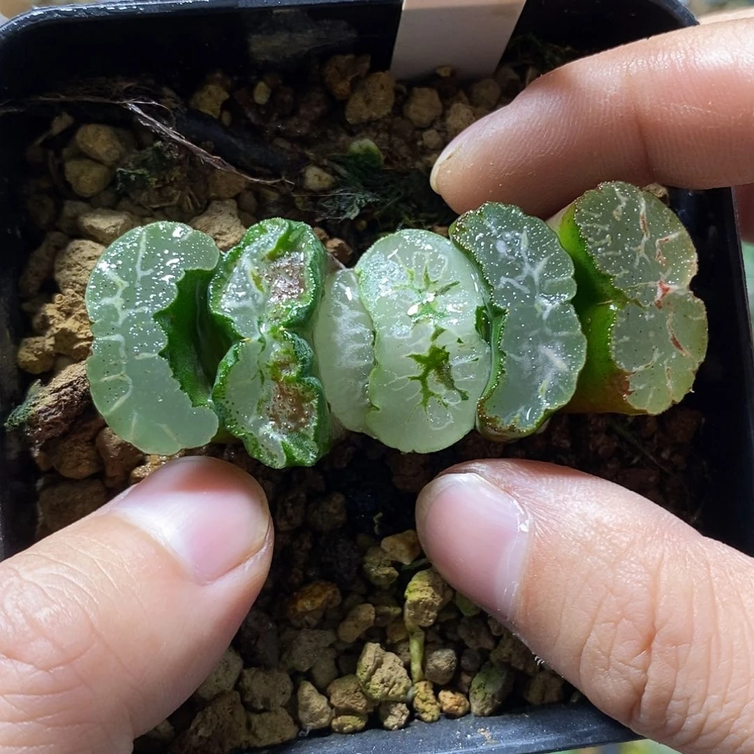 146实生玉扇十二卷
