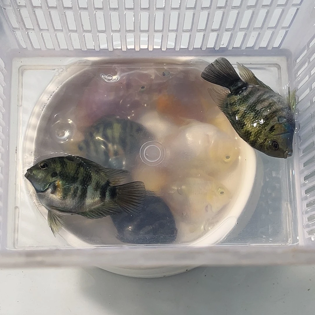 短鲷鱼112黑尾一对