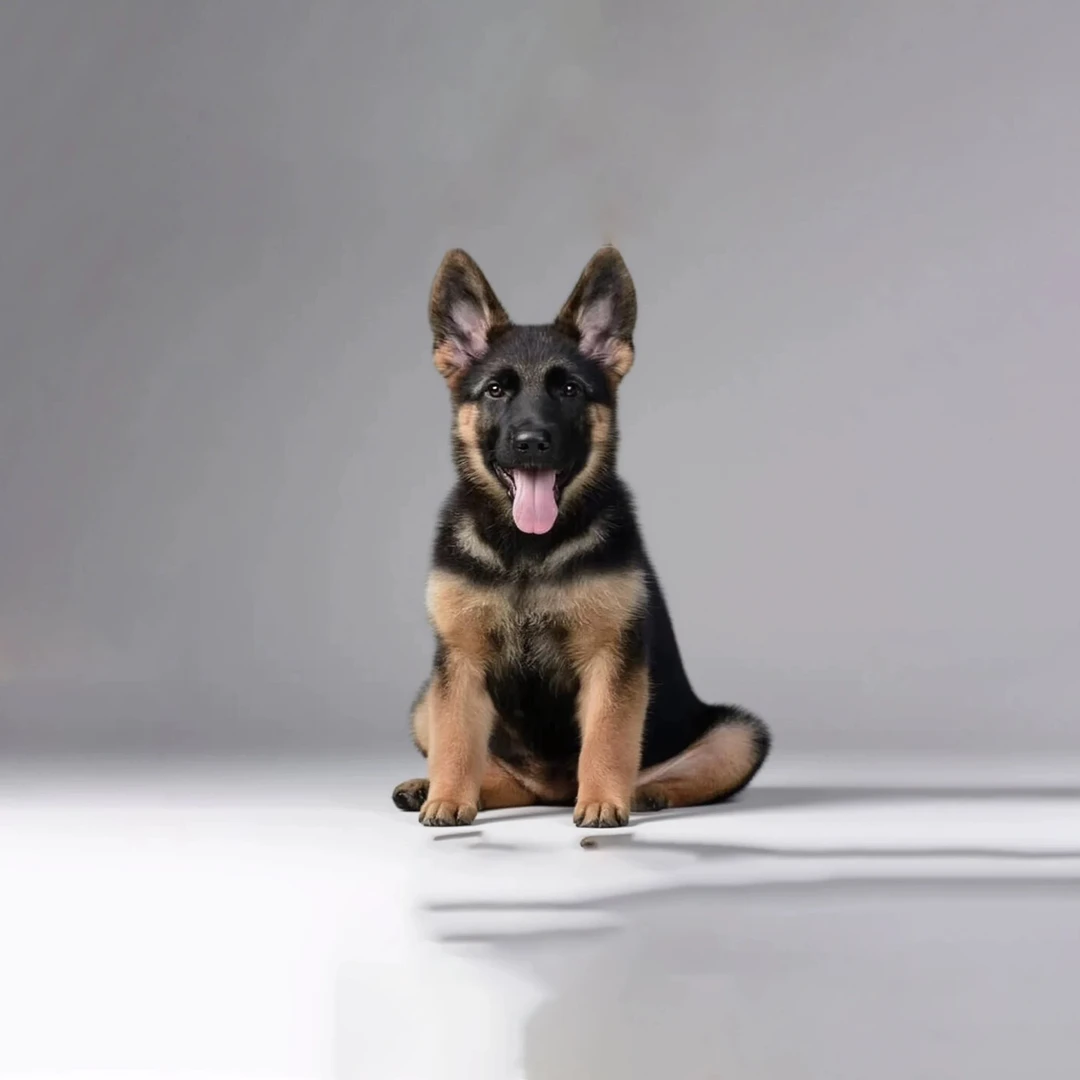 小柒德牧汪汪队德牧幼犬高级宠物伴侣犬大型犬宠物看家护院