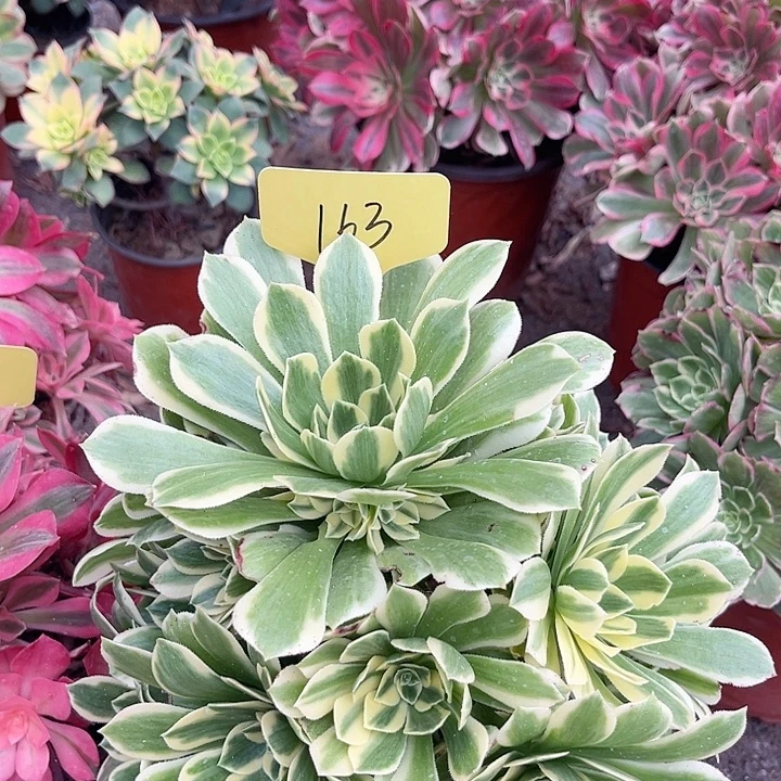 163一颗迈巴赫法师