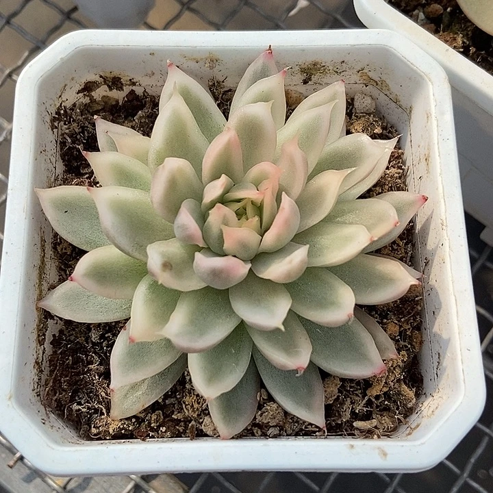 白水晶锦多肉植物