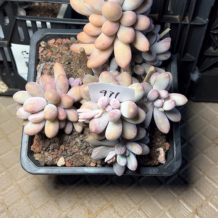 931///////////////////