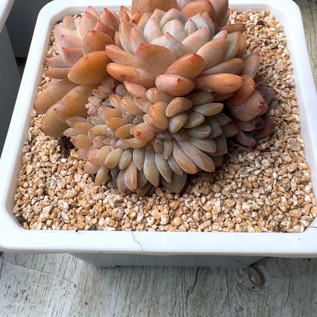 专拍链接多肉精品缀化