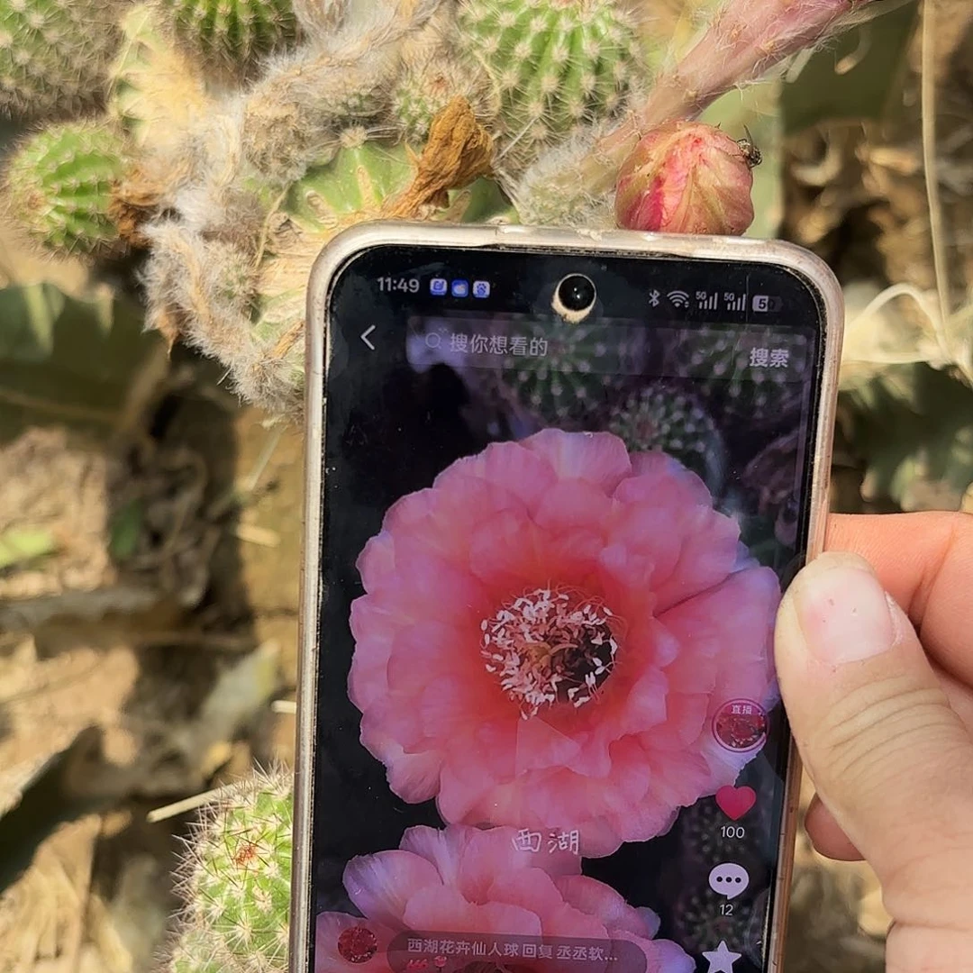 温柔彩四公分左右