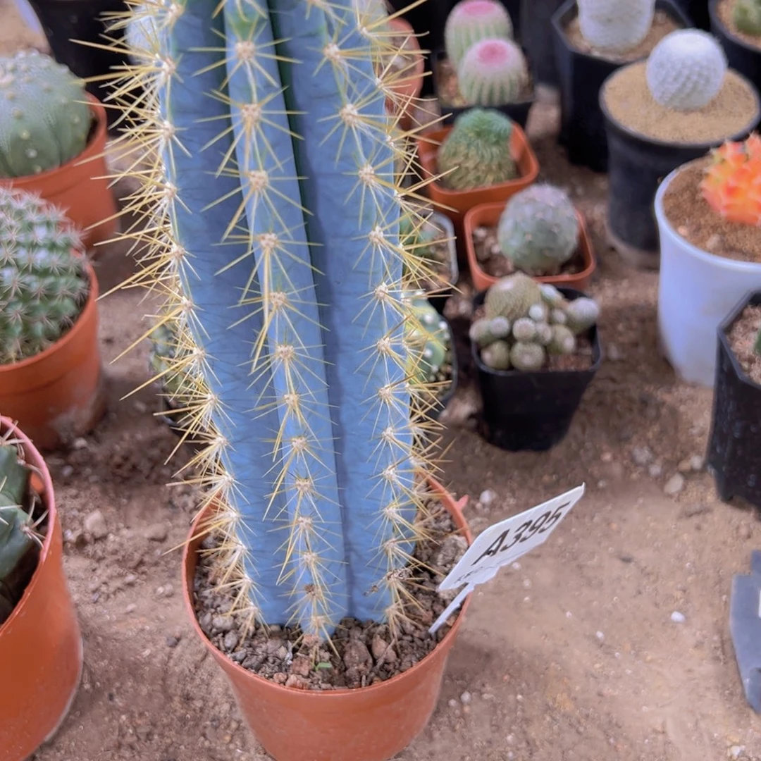 我是一言不合就发疯