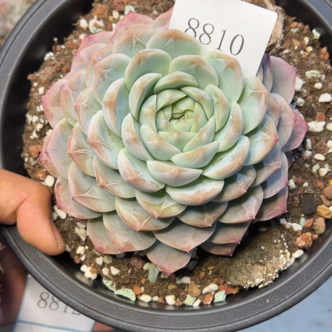 巧****姐8810的多肉多多多