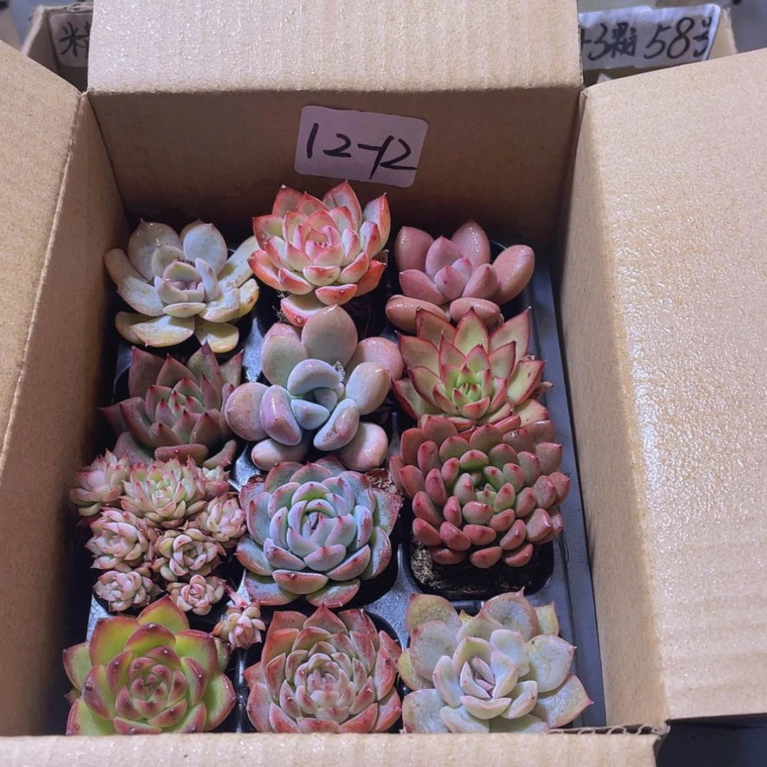 【闪购商品】12颗-12