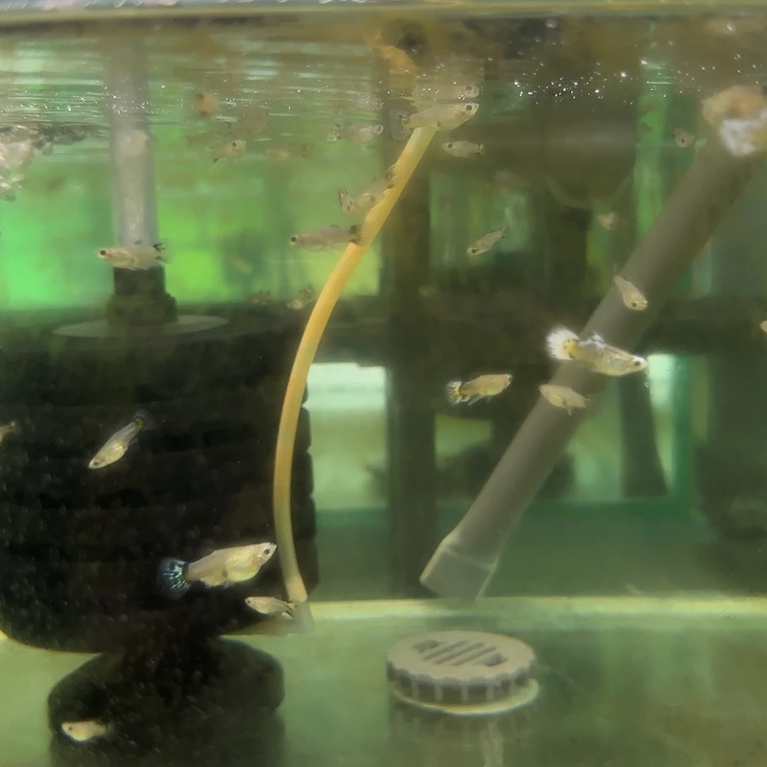 孔雀鱼蓝帽苗10条随机