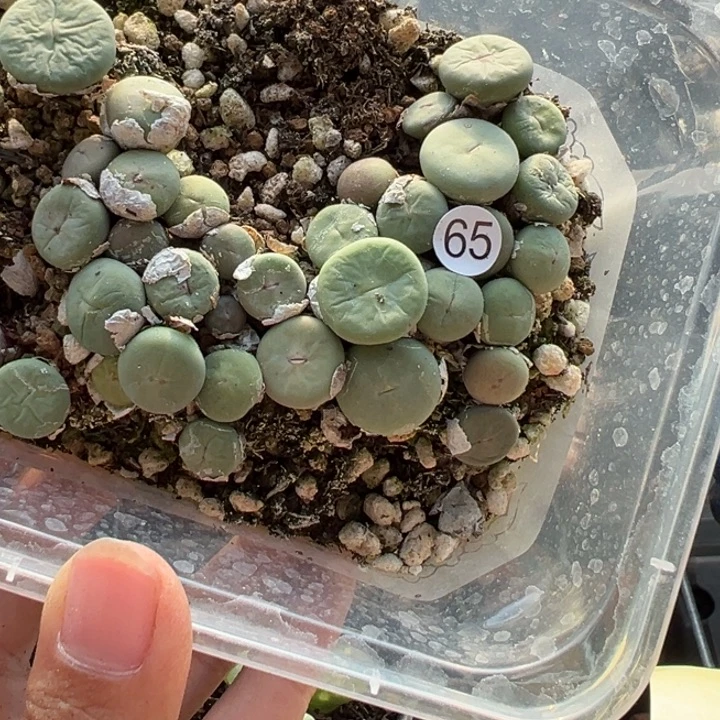 65号双12福利嗨不代表平时价格