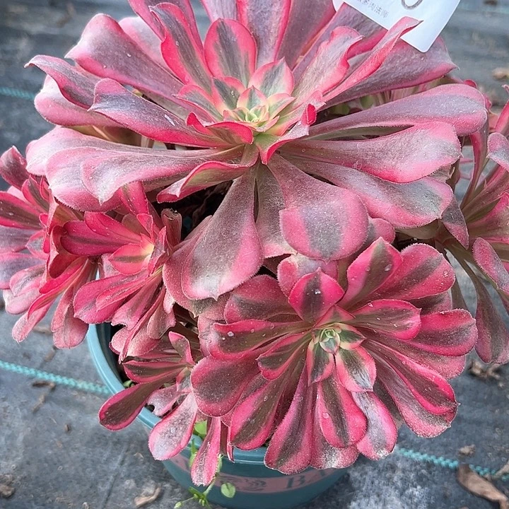 0620美杜莎多肉植物