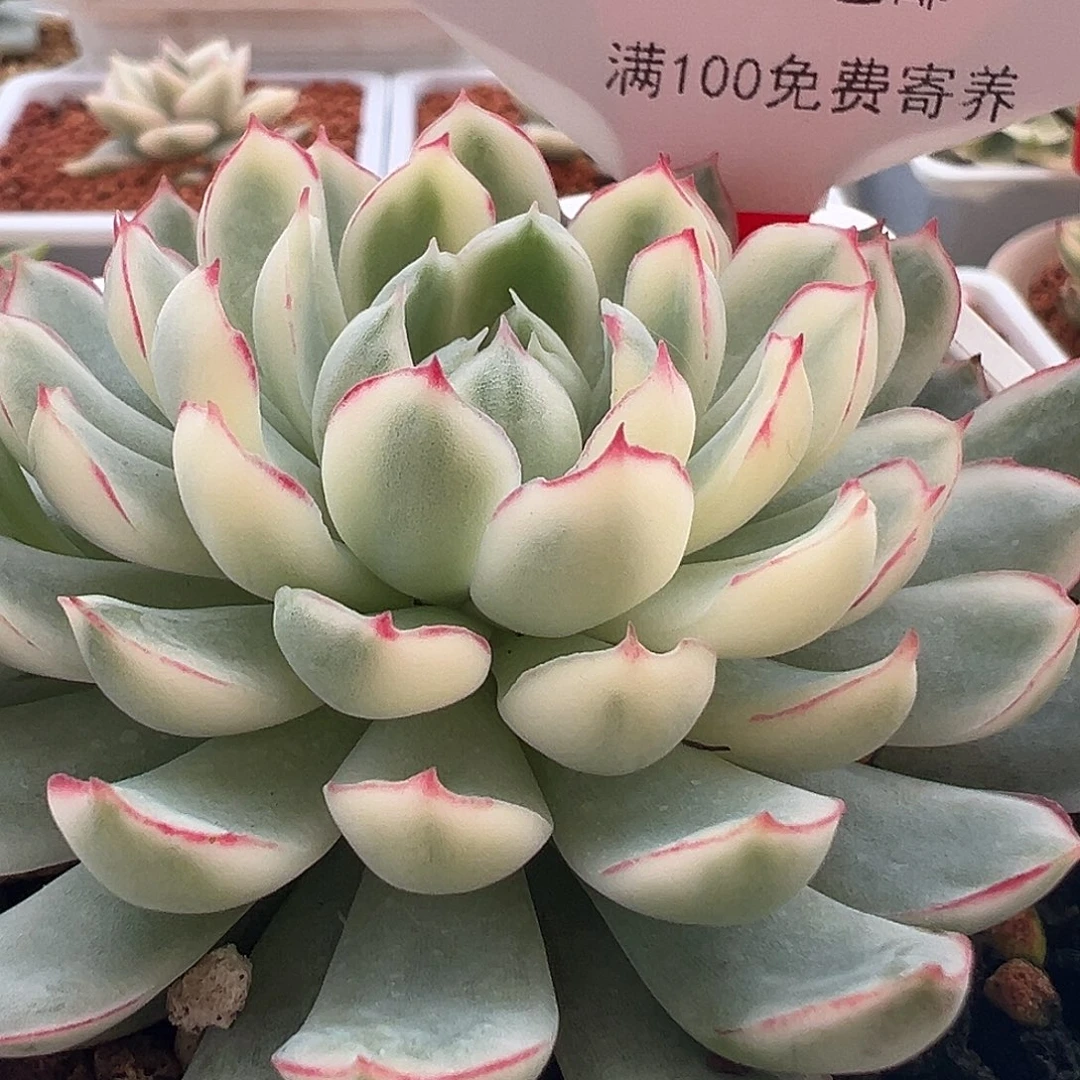 123号梦幻玫瑰白锦多肉