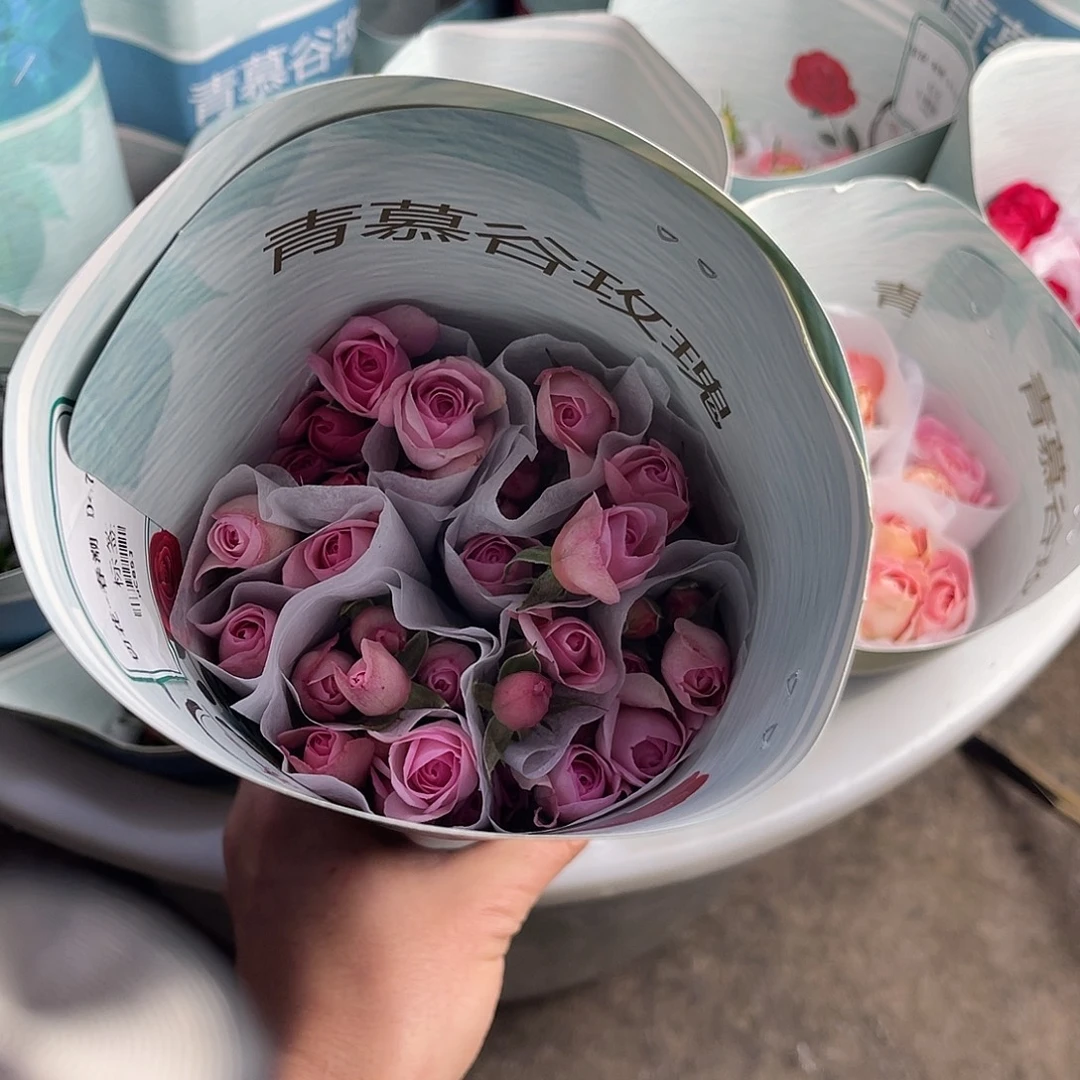 全部花苞青幕谷（春潮）一扎