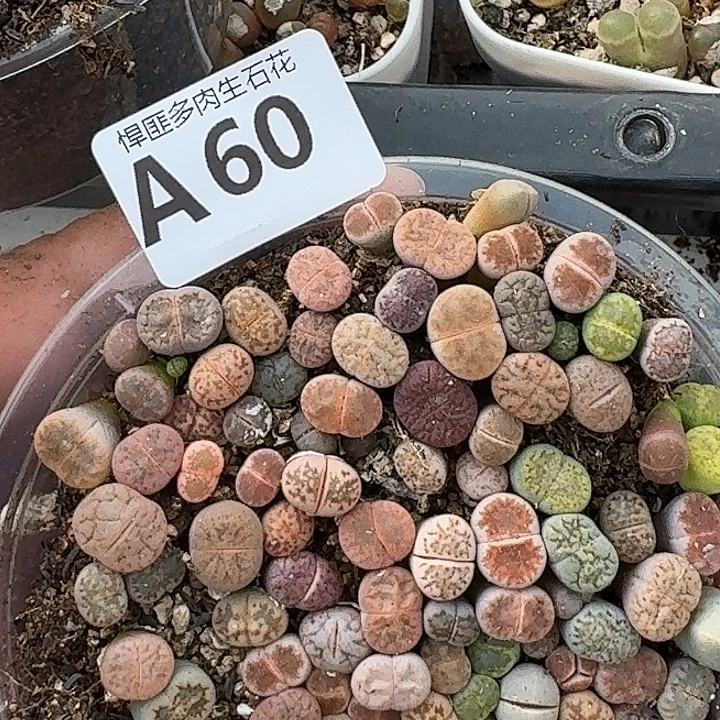 60肉植物多肉植物