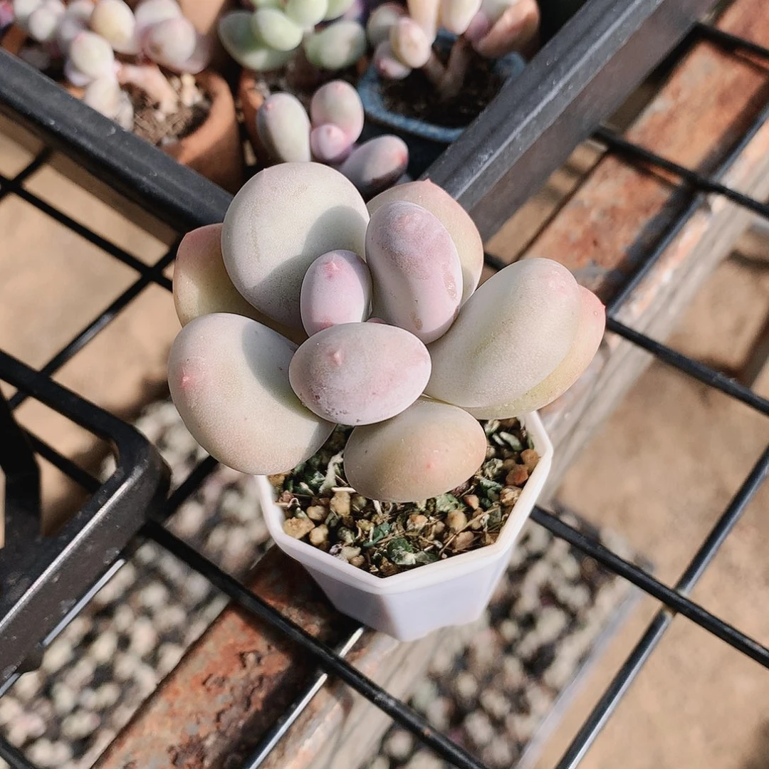 黄金鸡蛋大叶奶酪老桩