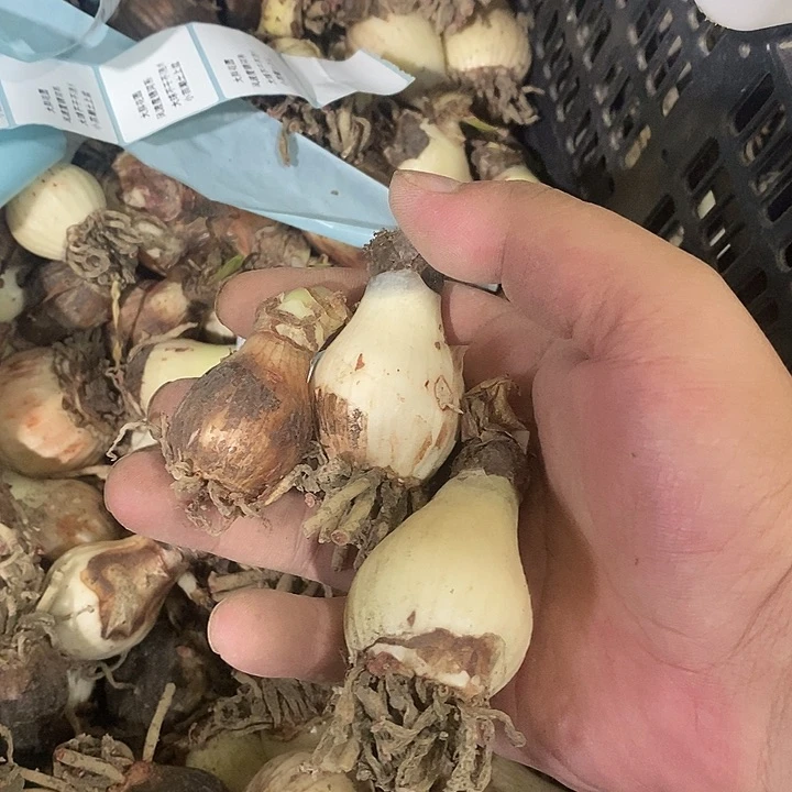 3颗蔓越莓3厘米以上朱顶红干球