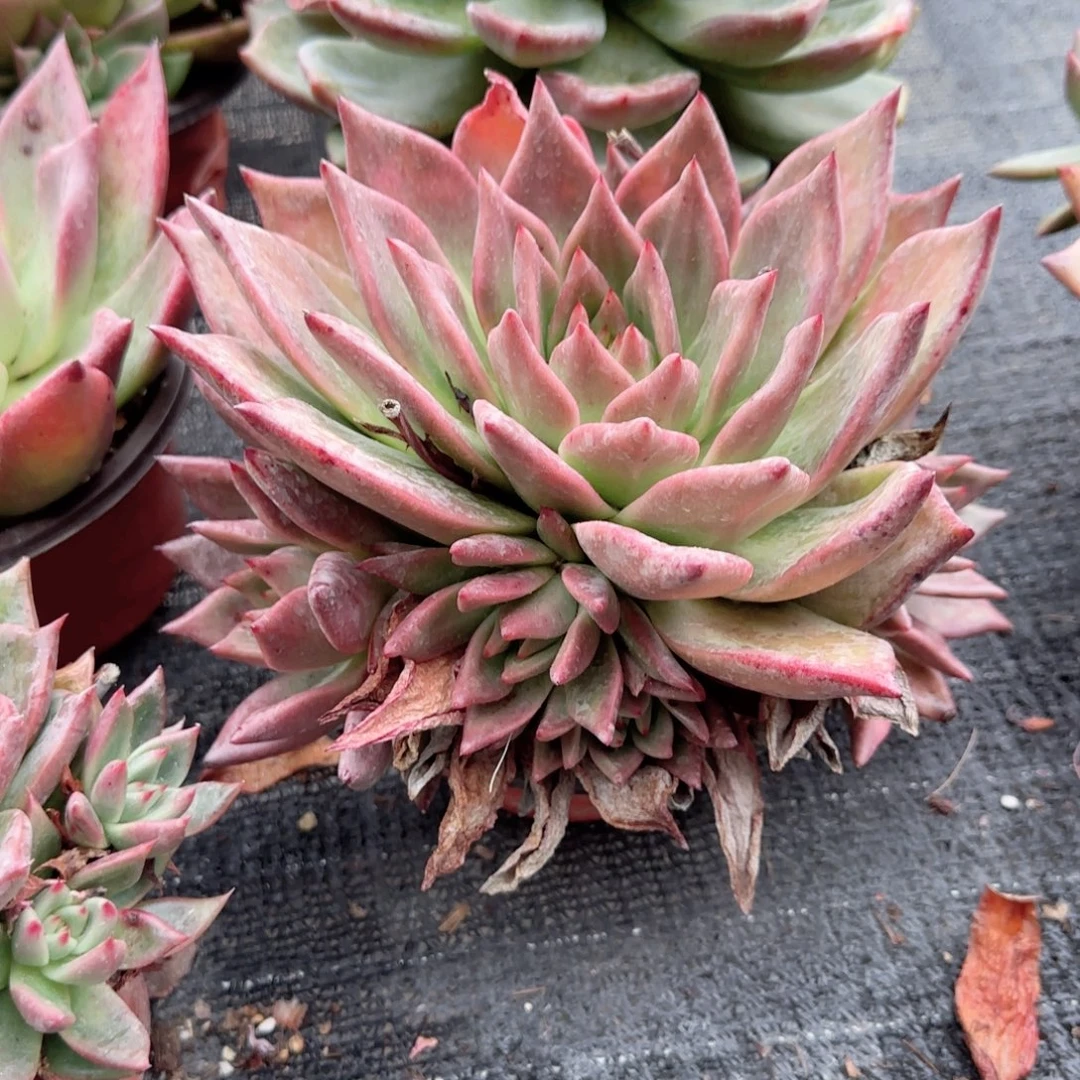 无花朵手捧红颜密语