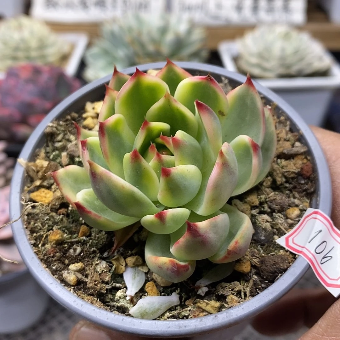 22106 桃花覆轮锦