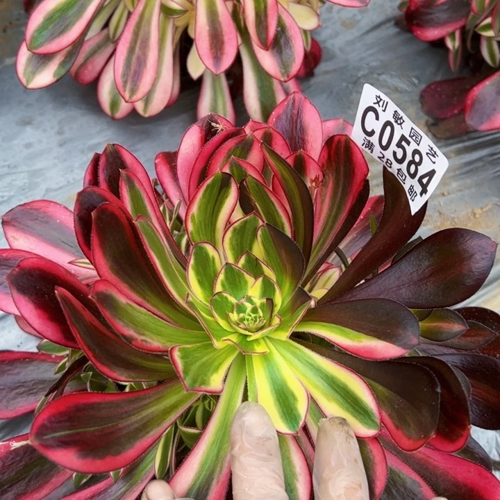 0584冰淇淋多肉植物法师