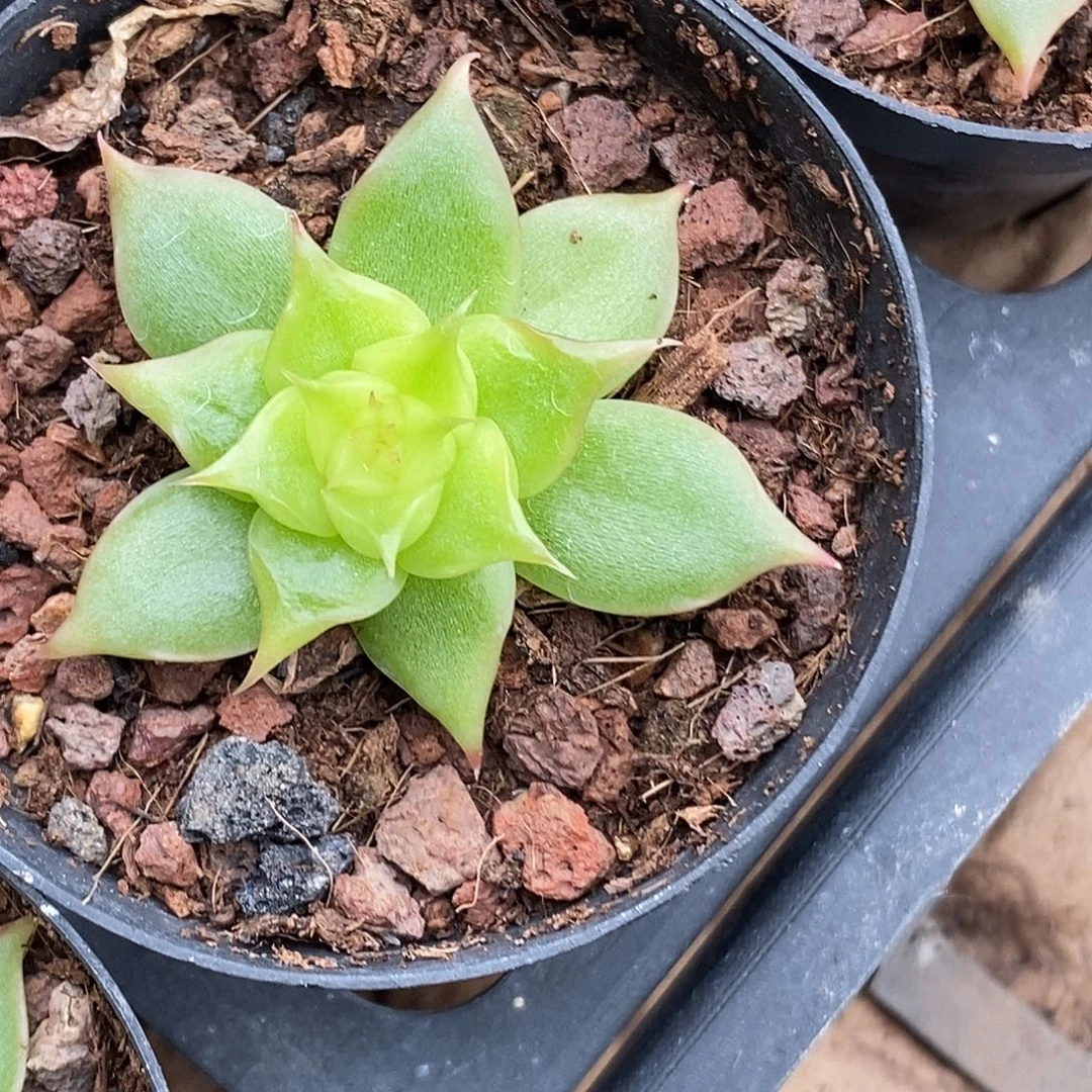 正版海胆多肉植物30包邮非偏远
