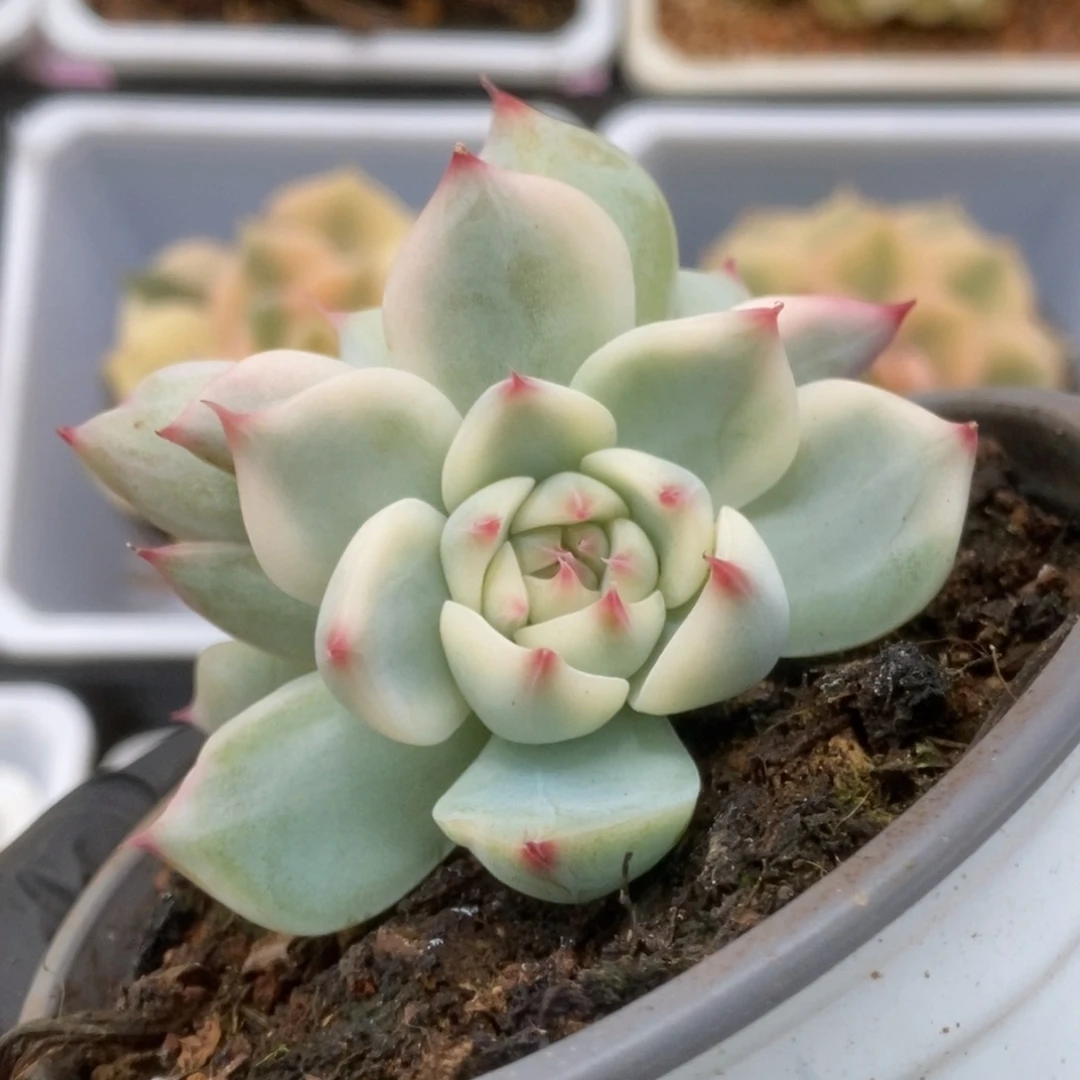 567锦锦锦锦锦锦锦锦