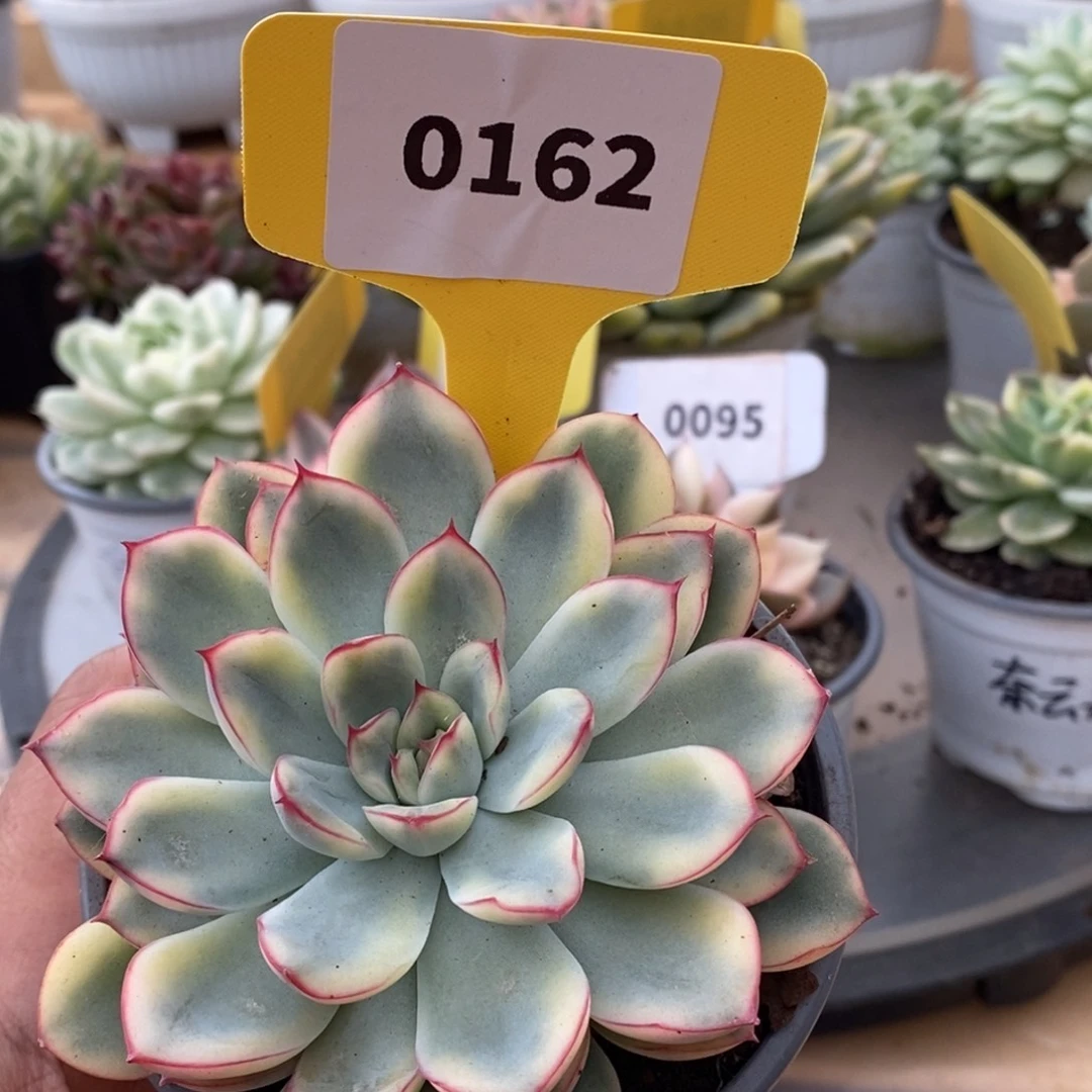 0162荷花哈哈哈哈哈